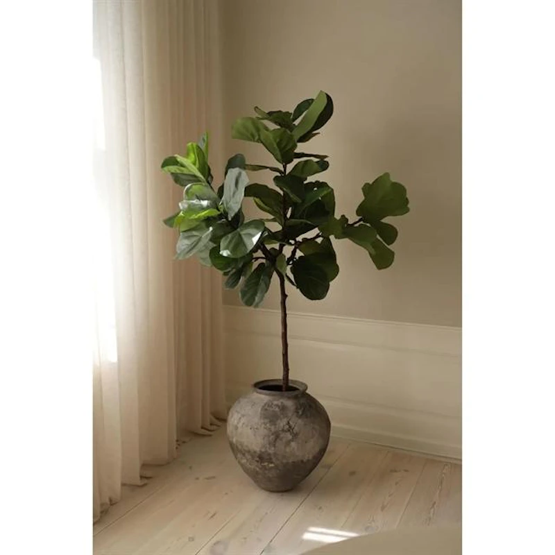 Fiddle Leaf Fig Oksat Vihreä