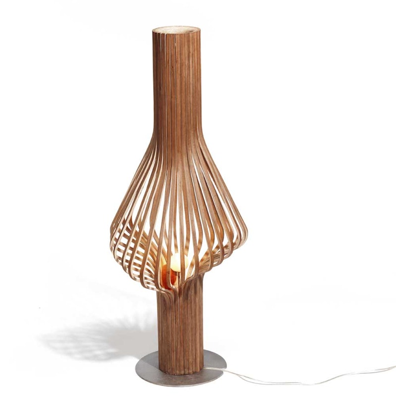 Diva Lattiavalaisin, Saksanpähkinä