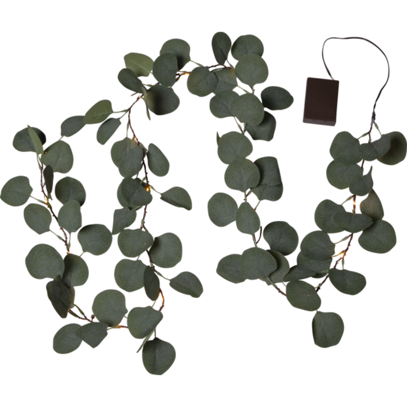 Eucalyptus Köynnös